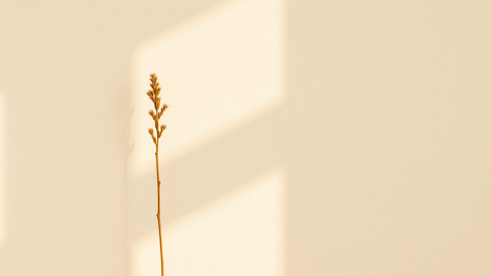 Warm sunlight falling across a textured plaster wall beside a single dried botanical stem